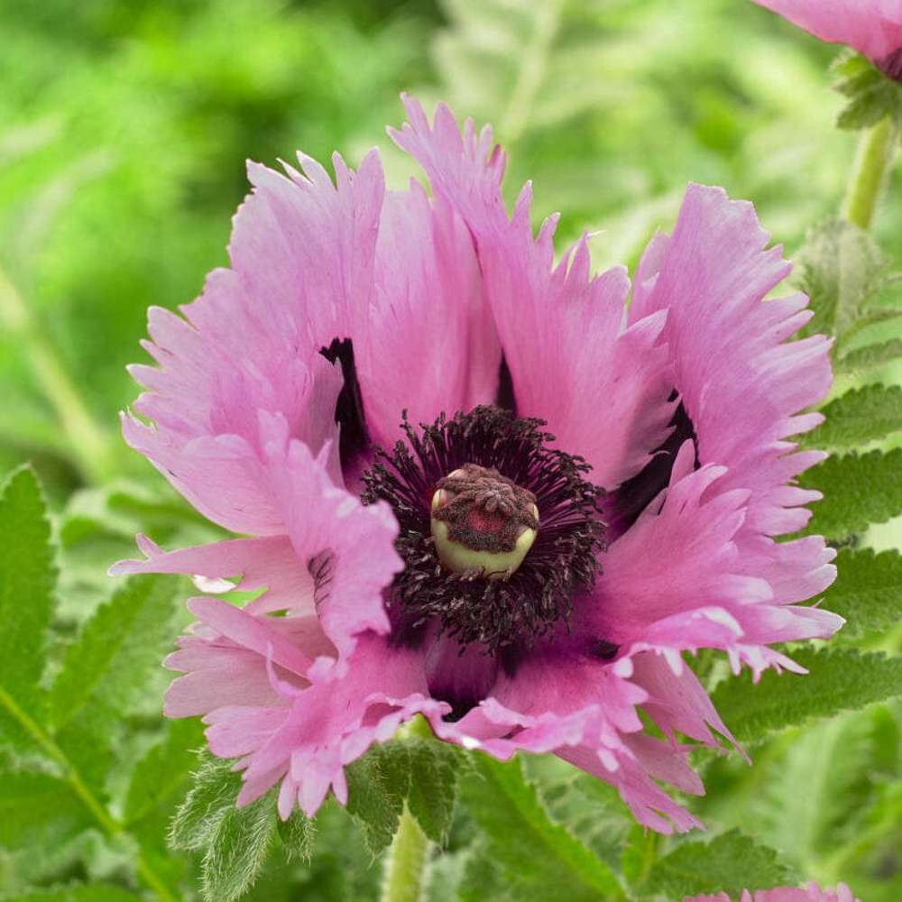 Jättevallmo 'Sensation Pink Perfection'